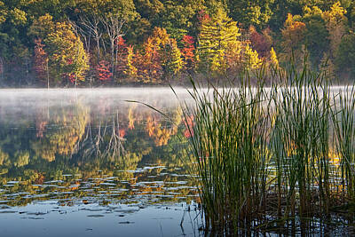 Randall Nyhof Royalty Free Images - Hall Lake with cattails in Autumn Royalty-Free Image by Randall Nyhof