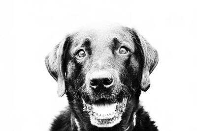 Jolly Old Saint Nick - Happy Dog by Chaya Emily Baumbach