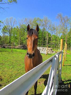 Amy Weiss Royalty Free Images - Happy Horse Royalty-Free Image by Elizabeth Dow