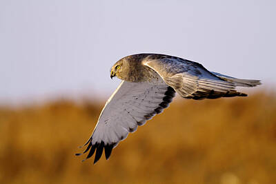 Just In The Nick Of Time - Harrier by Bryant Aardema