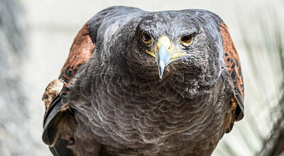 On Trend Breakfast - Harris Hawk ready for attack by Michael Moriarty