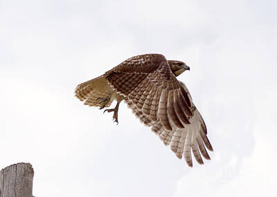 The Female Body Royalty Free Images - Hawk in flight Royalty-Free Image by Lori Tordsen