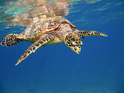 Reptiles Photo Royalty Free Images - Hawksbill Royalty-Free Image by Alexey Stiop