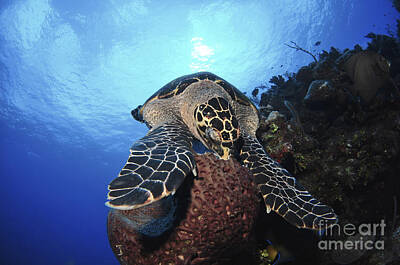 Reptiles Photos - Hawksbill Sea Turtle Eating, Castle by Amanda Nicholls