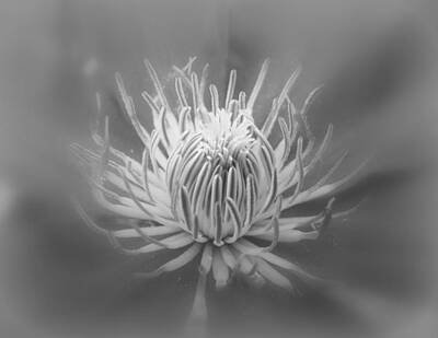 Boho Christmas - Heart Of A Red Clematis In Black And White by Carol Senske