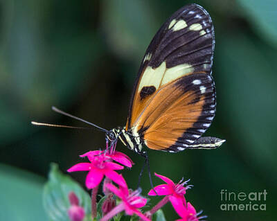 Sultry Plants Royalty Free Images - Heliconius Ismenius Royalty-Free Image by Bernd Laeschke