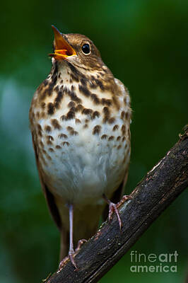 Little Mosters Rights Managed Images - Hermit Thrush Royalty-Free Image by Robert McAlpine