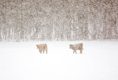 Joe Hamilton Nfl Football Wood Art - Highland Cattle in the Snow by Cheryl Baxter
