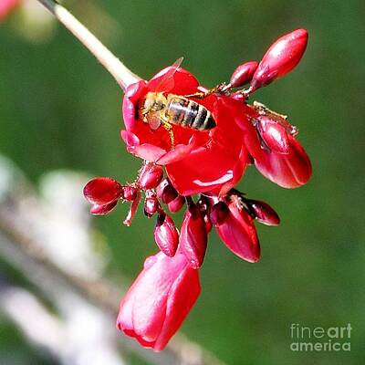 Just Desserts Rights Managed Images - Honey Bee at Work Royalty-Free Image by Mary Deal