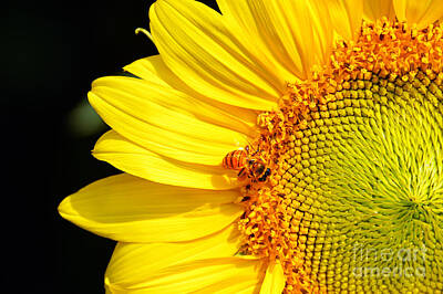 Stunning 1x - Honeybee Visiting Sunflower by Catherine Sherman
