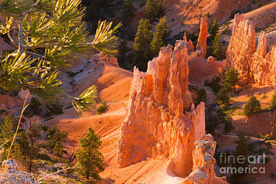 Cowboy - Hoodoo from Sunset Point Bryce Canyon National Park by Dan Hartford