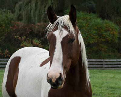 Animals Photo Royalty Free Images - Horse Portrait Royalty-Free Image by Georgia Mizuleva
