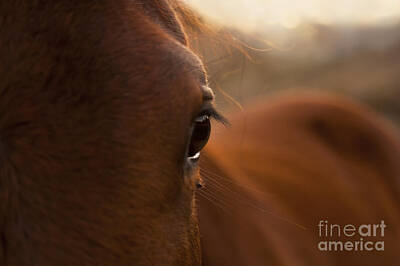 Animals Photos - Horse by THP Creative