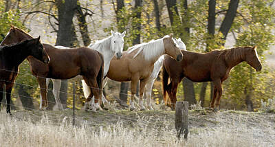 Zodiac Posters Rights Managed Images - Horses In North Dakota Badlands Royalty-Free Image by Bruce Crummy