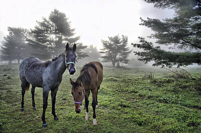 Music Baby - Horses in the Early Morning Mist by Ray Summers Photography
