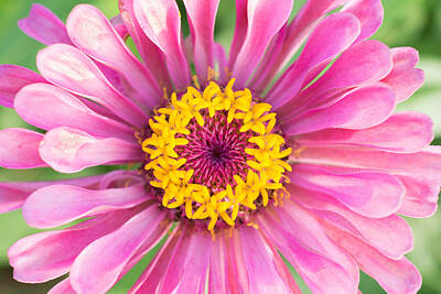 The Beatles - Hot Pink Zinnia by Jeanne May