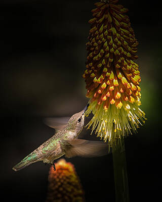 Beastie Boys - Hummingbird by Janis Knight