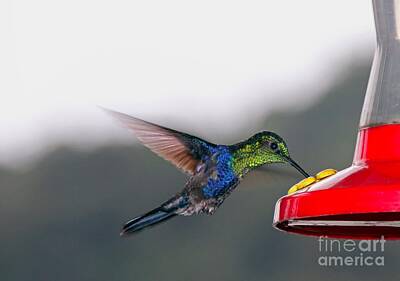 Birds Photo Rights Managed Images - Hummingbird Royalty-Free Image by Carey Chen