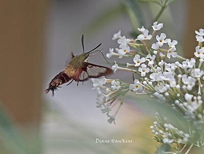 American West - Hummingbird moth by Diane Hawkins