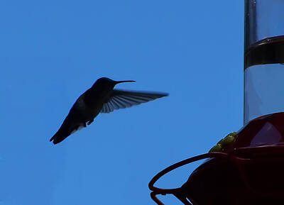 Too Cute For Words - Hummingbird Silhouette  by Flees Photos
