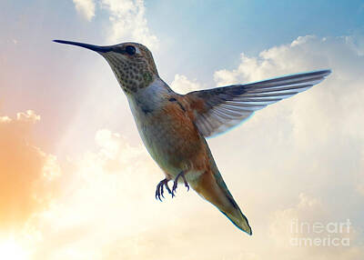 Just Desserts Rights Managed Images - Hummingbird Sky Royalty-Free Image by Carol Groenen