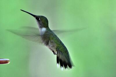 Whimsically Poetic Photographs - Hummingbirds 144 by Lawrence Hess