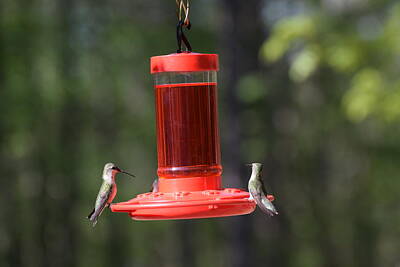 Latidude Image - Hummingbirds 207 by Lawrence Hess