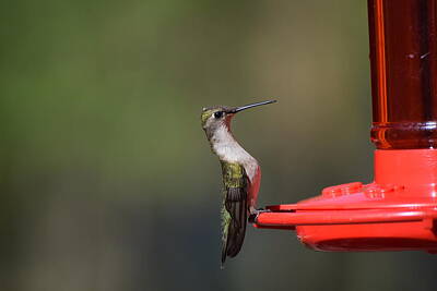 Garden Tools - Hummingbirds 228 by Lawrence Hess