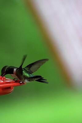 Animal Surreal - Hummingbirds 60 by Lawrence Hess