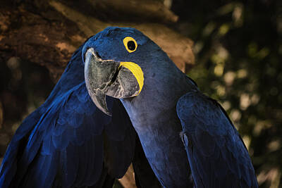 Birds Photos - Hyacinth Macaw by Joan Carroll