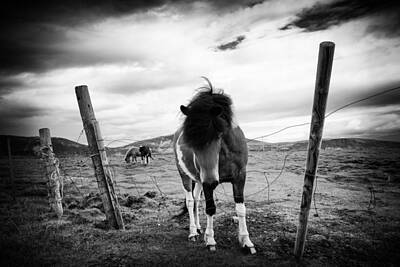 Scott Listfield Astronauts - Icelandic horse in Iceland black and white by Matthias Hauser