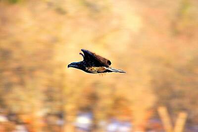 Sports Photos - Immature Eagle In Flight by David Tennis