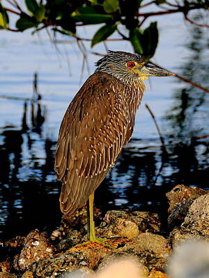 Sports Royalty-Free and Rights-Managed Images - Immature Night Heron by David Tennis