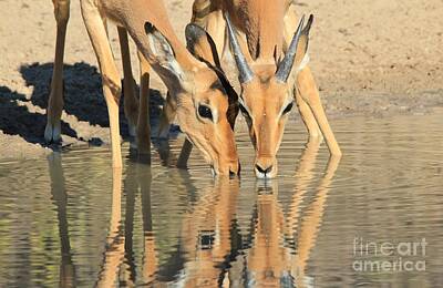 Marilyn Monroe - Impala Golden Reflection by Andries Alberts