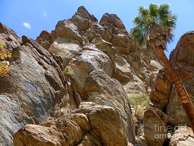 Reptiles - Indian Canyons Palm Springs Eight by Tina M Wenger
