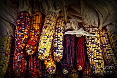 Animals And Earth - Indian corn by Elena Elisseeva