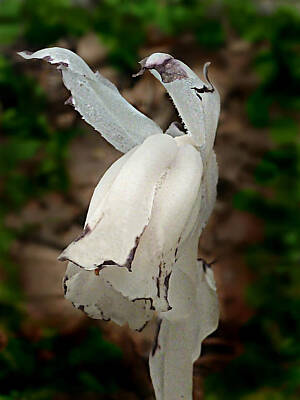 Legendary And Mythic Creatures Rights Managed Images - Indian Pipe Royalty-Free Image by William Tanneberger