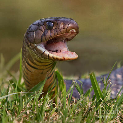Reptiles Photos - Indigo Snake by Jerry Fornarotto