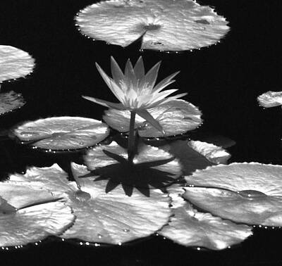 Target Threshold Nature Royalty Free Images - Infrared - Water Lily Royalty-Free Image by Pamela Critchlow