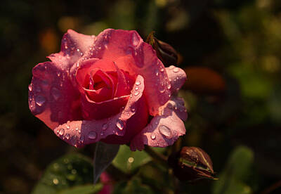 Floral Photos - Inner Glow In Pink by Georgia Mizuleva