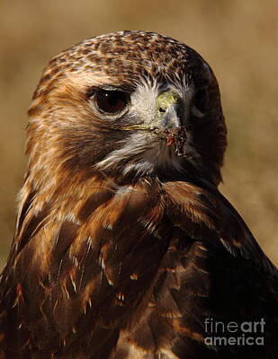 Portraits Royalty-Free and Rights-Managed Images - Red Tailed Hawk Portrait by Robert Frederick