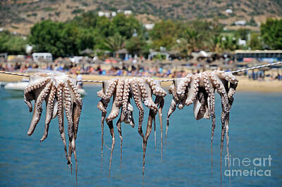 Food And Beverage Rights Managed Images - Octopuses in Mylopotas beach Royalty-Free Image by George Atsametakis