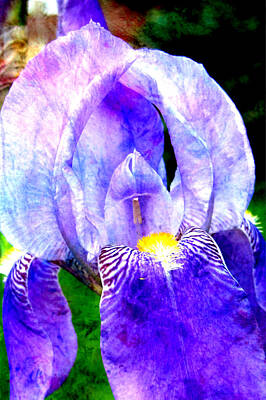 Interior Designers Rights Managed Images - Iris Closeup 1 and Abstract Painting Royalty-Free Image by Anita Burgermeister