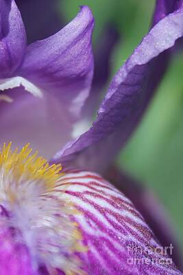 Nikki Vig Royalty-Free and Rights-Managed Images - Iris Flower Iris by Nikki Vig