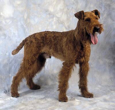 Portraits Photos - Irish Terrier by The Irish Image Collection