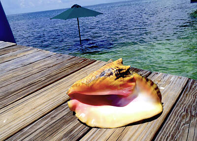Reptiles Photo Royalty Free Images - Island Conch Royalty-Free Image by Carey Chen
