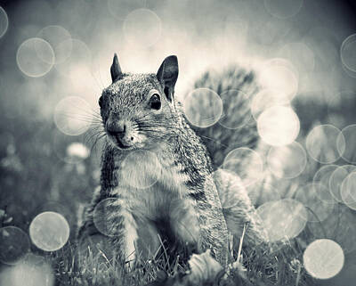 Space Photographs Of The Universe - Its A Squirrels World Too by Aurelio Zucco