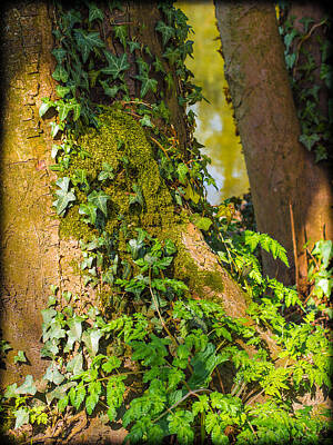 Vintage Oldsmobile Royalty Free Images - Ivy on a Tree Royalty-Free Image by Mark Llewellyn