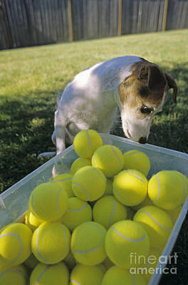 Going Green - Jack Russell Terrier and tennis balls by Jim Corwin