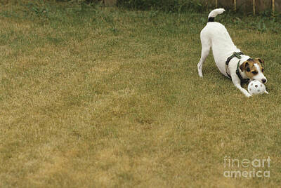 Polaroid Camera - Jack Russell Terrier with wuffle ball by Jim Corwin